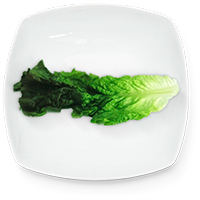 Lechuga romana